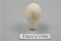 藏品(翠鳥卵)的圖片